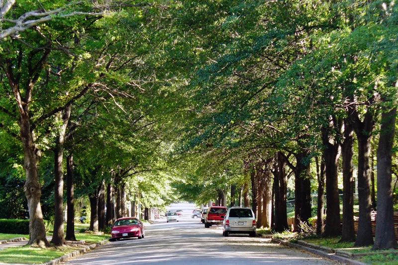 2024dion's tweet photo. A similar dynamic explains why we no longer plant canopy trees on new suburban streets. There's the liability. The falling limbs. The upkeep needed to grow them to maturity. The coordination. The leaf removal! Much easier to just plant a little ornamental tree in each front yard https://t.co/FyIUpewrcT
