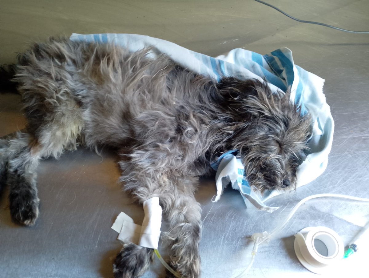 TIENE MOQUILLO🆘 AYUDA MUCHOS GASTOS Y POCA AYUDA! EL DIA DE INTERNACIÓN $200 MIL PESOS
MERECE UNA OPORTUNIDAD! 
Imposible costear tantos gastos sin ayuda
📌ALIAS MISUPERAMIGOFIEL 
mercado pago 
📌ALIAS MISUPERAMIGOFIELOK
banco Santander 
Brenda Medina