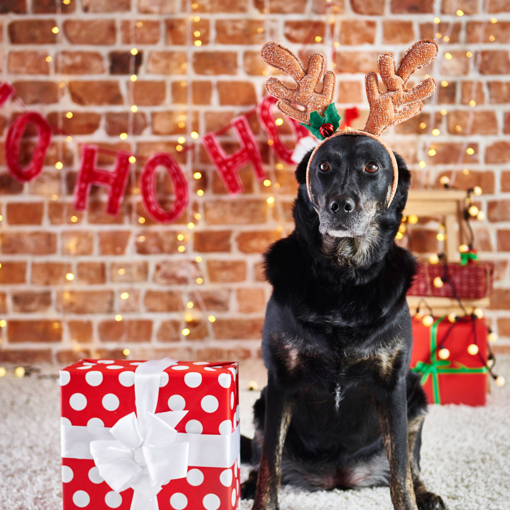 As we celebrate the season of hope and giving, we’re thankful for the blessings of family, community, and peace.
Merry Christmas from Alabama 811. 🕊️🐾
#MerryChristmas #AL811