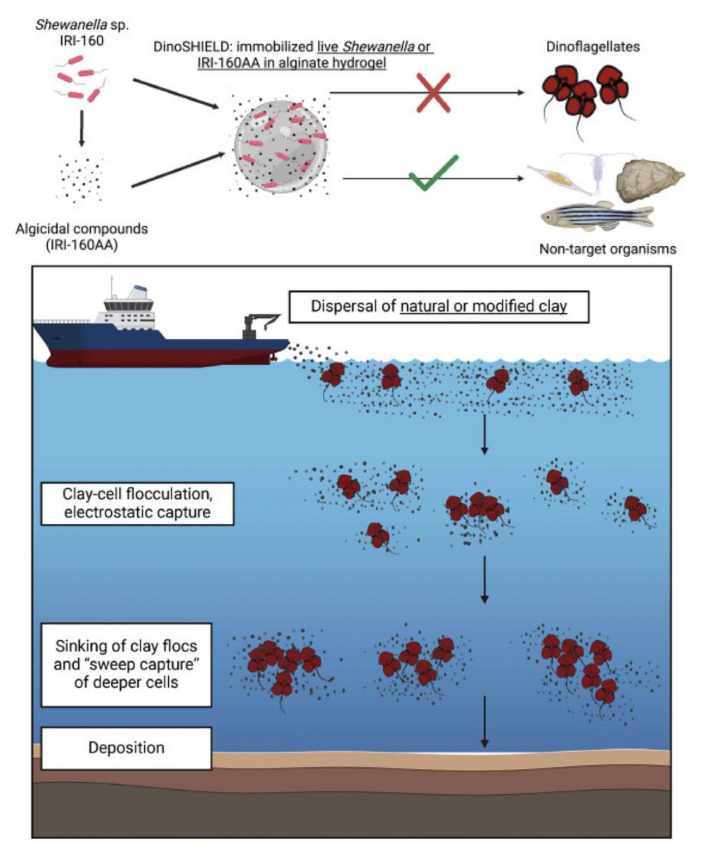 17 Dinoflagellates Images: PICRYL - Public Domain Media Search Engine  Public Domain Search, image size:1000x1200