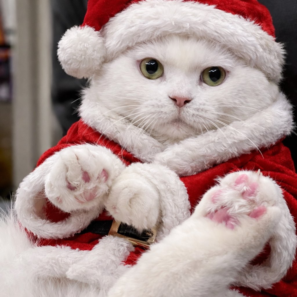 이모들 미리 메리 크리스마스