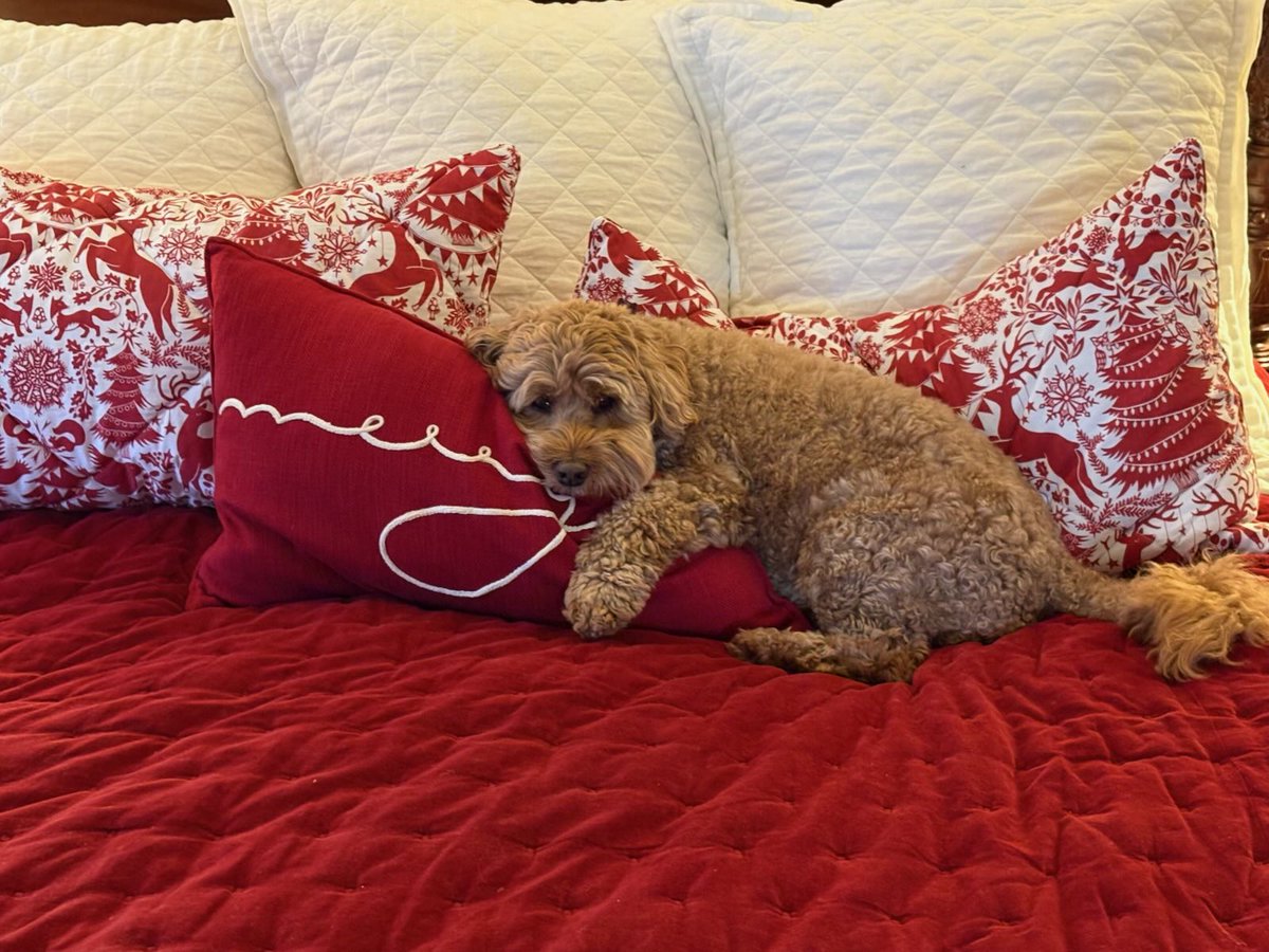 Peter Loop tweet media