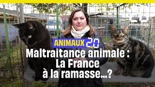 A l'inverse, la 🇫🇷 soutient toutes les formes de maltraitance :

corrida
expérimentation animale
gavage
chasse
élevage
combats de coqs 
broyage des poussins
(...)

<a href="/EmmanuelMacron/">Emmanuel Macron</a> 
<a href="/SebLecornu/">Sébastien Lecornu</a> 
<a href="/afpfr/">Agence France-Presse</a> 
<a href="/nicojacquard/">Nicolas Jacquard</a> 
<a href="/TiboChevillard/">Thibaut Chevillard</a> 
<a href="/FromSarahFinger/">Sarah Finger</a> 
<a href="/MathiGerard/">Mathilde Gérard</a> 
<a href="/jbmarteau/">Jean-Baptiste Marteau</a>