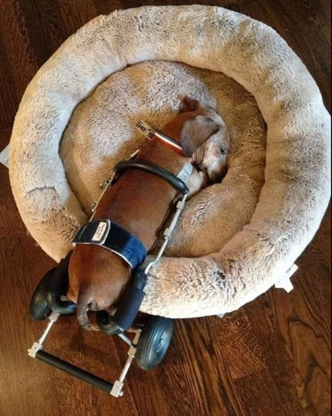 Best in Dogs tweet media