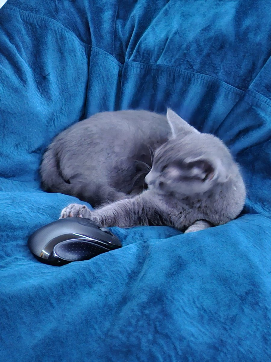 Little baby shadow caught his first mouse