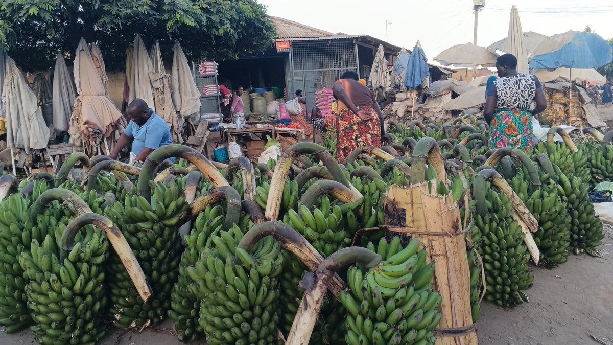 rwenzoritv1's tweet photo. Banana traders in Mawa market are also ready to sell people regardless of low turn up of buyers.
#RtvUpdates https://t.co/aIUEiMWvVU