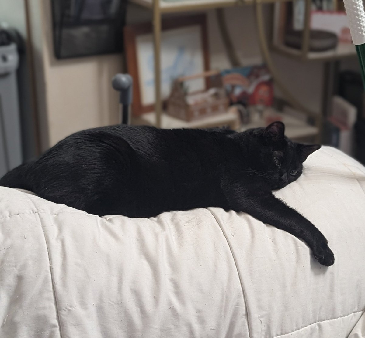 Office closed for the rest of the year, only naps and snackies and good times with loved ones 😴 ☃️❄️💙 😺
