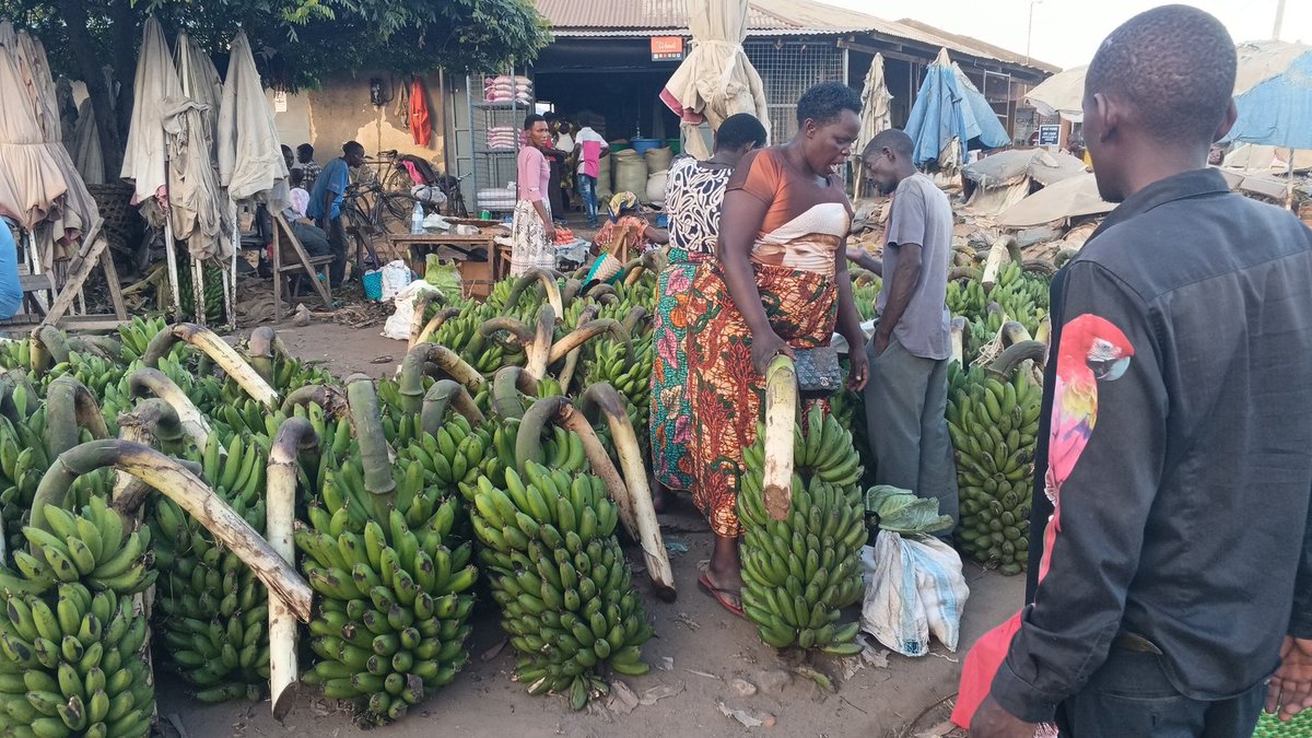 rwenzoritv1's tweet photo. Banana traders in Mawa market are also ready to sell people regardless of low turn up of buyers.
#RtvUpdates https://t.co/aIUEiMWvVU
