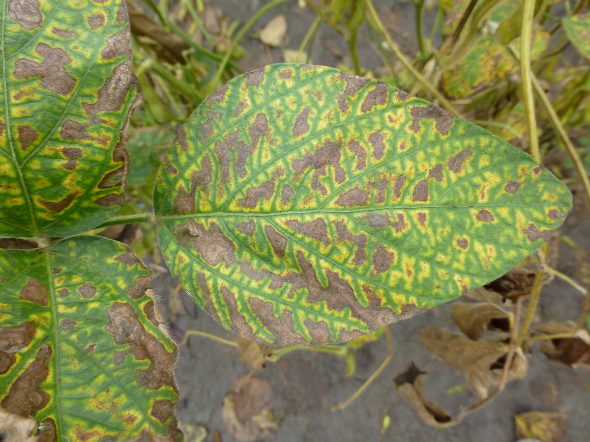 Crop Protection Network tweet media