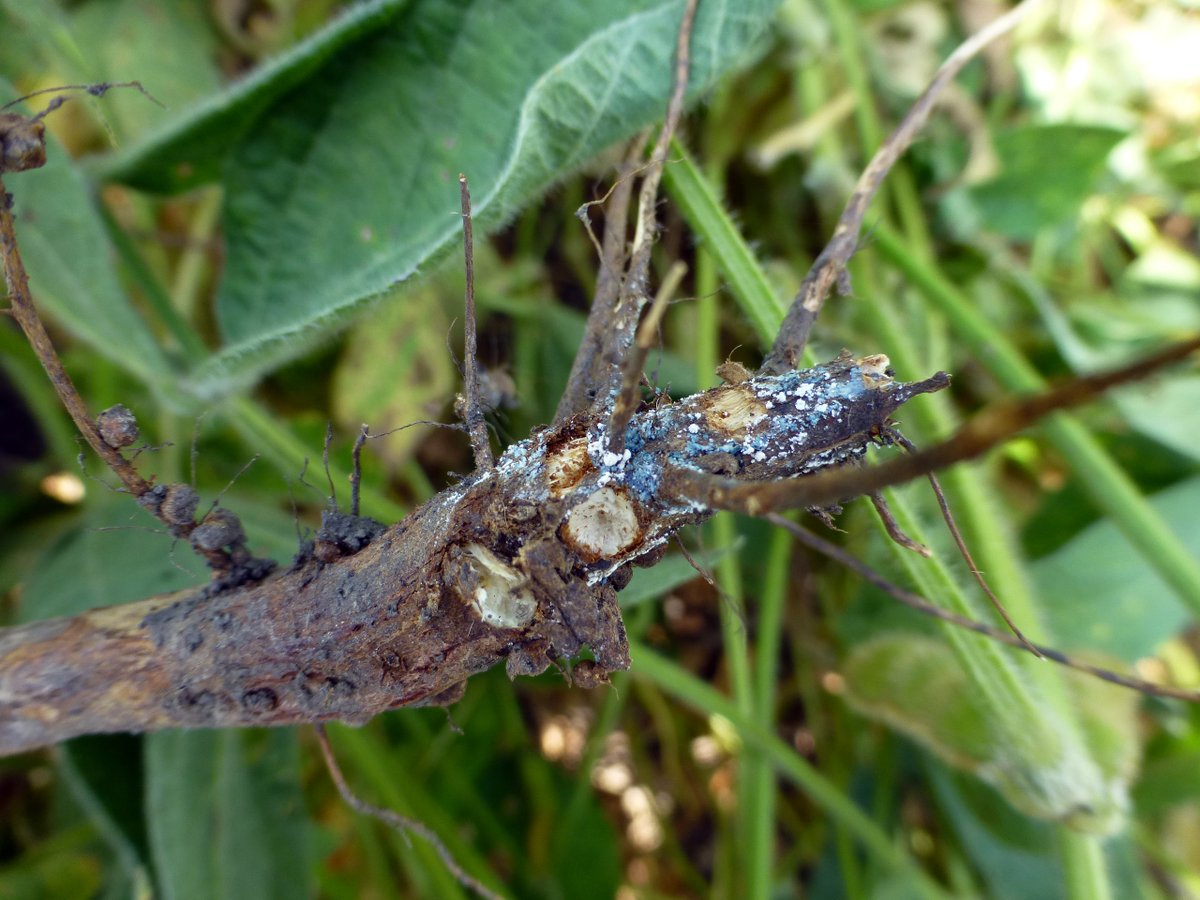 Crop Protection Network tweet media