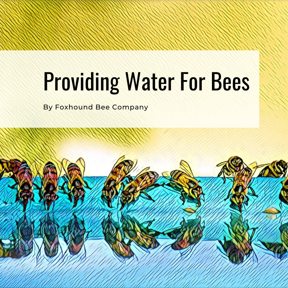 FoxhoundBeeCo's tweet image. Bees collect water throughout the year to drink, to obtain additional nutrients, to process honey, to cool the hive during summer heat waves, and to rehydrate food stores in the winter.
 
Know more: bit.ly/3U0kERC

#foxhoundbeeco #beekeeping #beekeepingtips #water #bees
