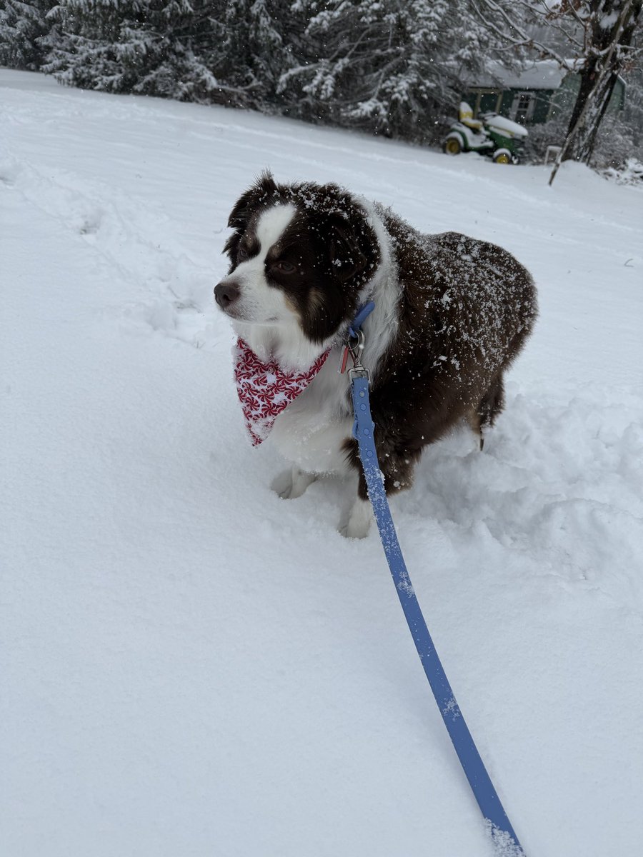 MichaelErat's tweet image. Some snowy Christmas Eve Eve photos from here in the village, about 11 miles southwest of Montrose, PA.
#pawx