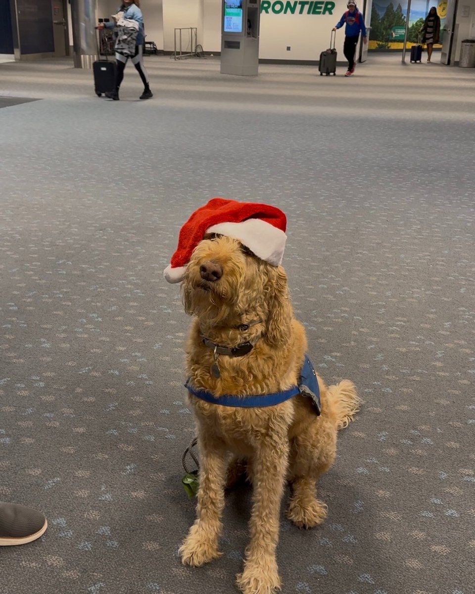 FlyFrontier's tweet photo. Last week, we brought holiday cheer, cookies, swag, and a spin-to-win wheel to our flyers and crew at @DENAirport! 💚✨
Big thanks to everyone who stopped by to celebrate with us. Wishing you safe travels and the happiest holidays!
#HappyHolidays #FlyFrontier #CultureOfCaring