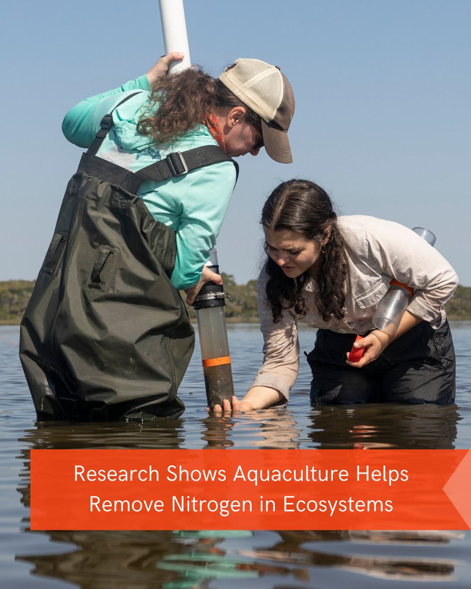 Research out of the University of Florida is showcasing how shellfish may simultaneously be used to remove nitrogen and enhance coastal ecosystems, offering the industry a golden opportunity to protect the environment.  

Learn more  ➡️ fishsens.com/oysters-to-the…

PC: Tyler Jones.