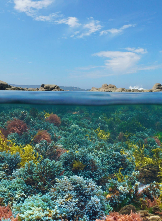Donde la naturaleza te invita a una nueva aventura.

La costa de Galicia es un paraíso para quienes aman explorar bajo la superficie: aguas claras, biodiversidad única y un mundo que sorprende a cada paso.🐚🤿

#VisitaEspaña #España #Galicia #NaturalezaEnEspaña #ThinkYouKnowSpain