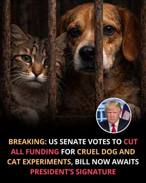 domdyer70's tweet image. Good news