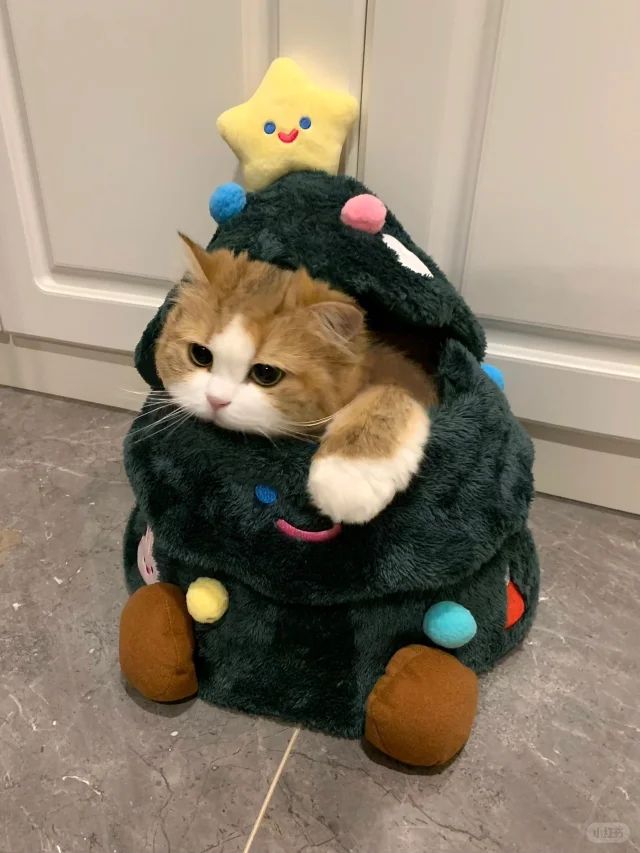 cutest cats (@cutestscats) on Twitter photo 