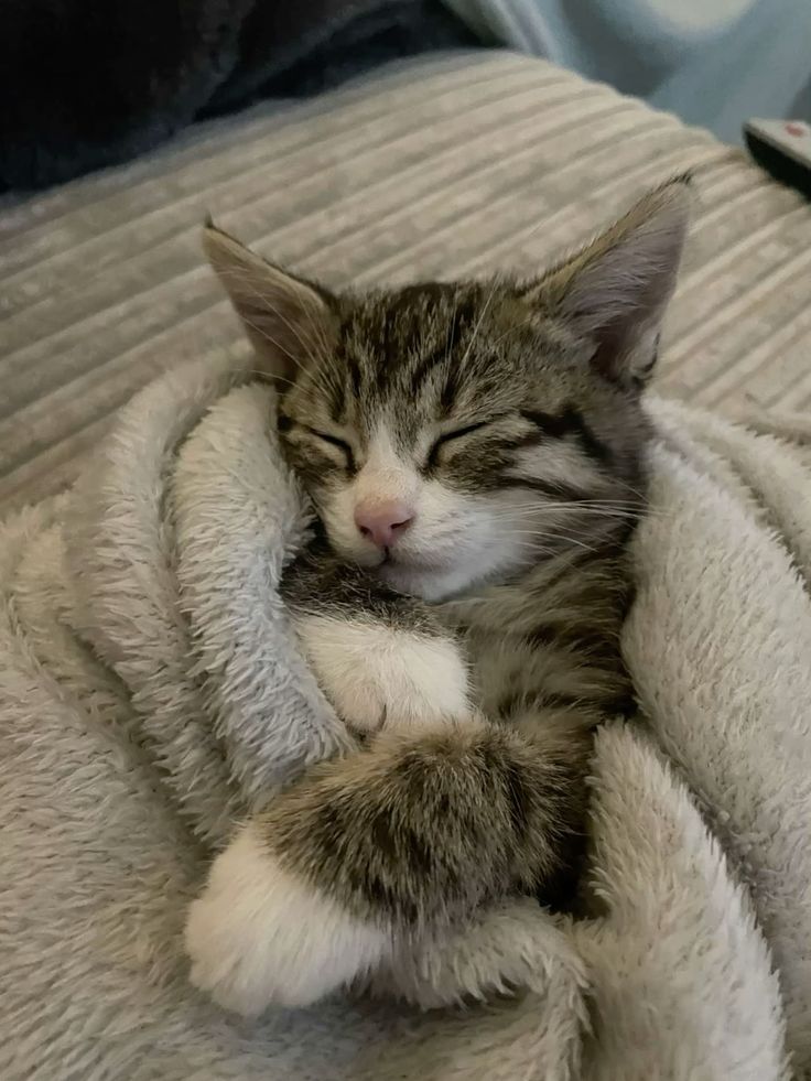 cutest cats (@cutestscats) on Twitter photo 