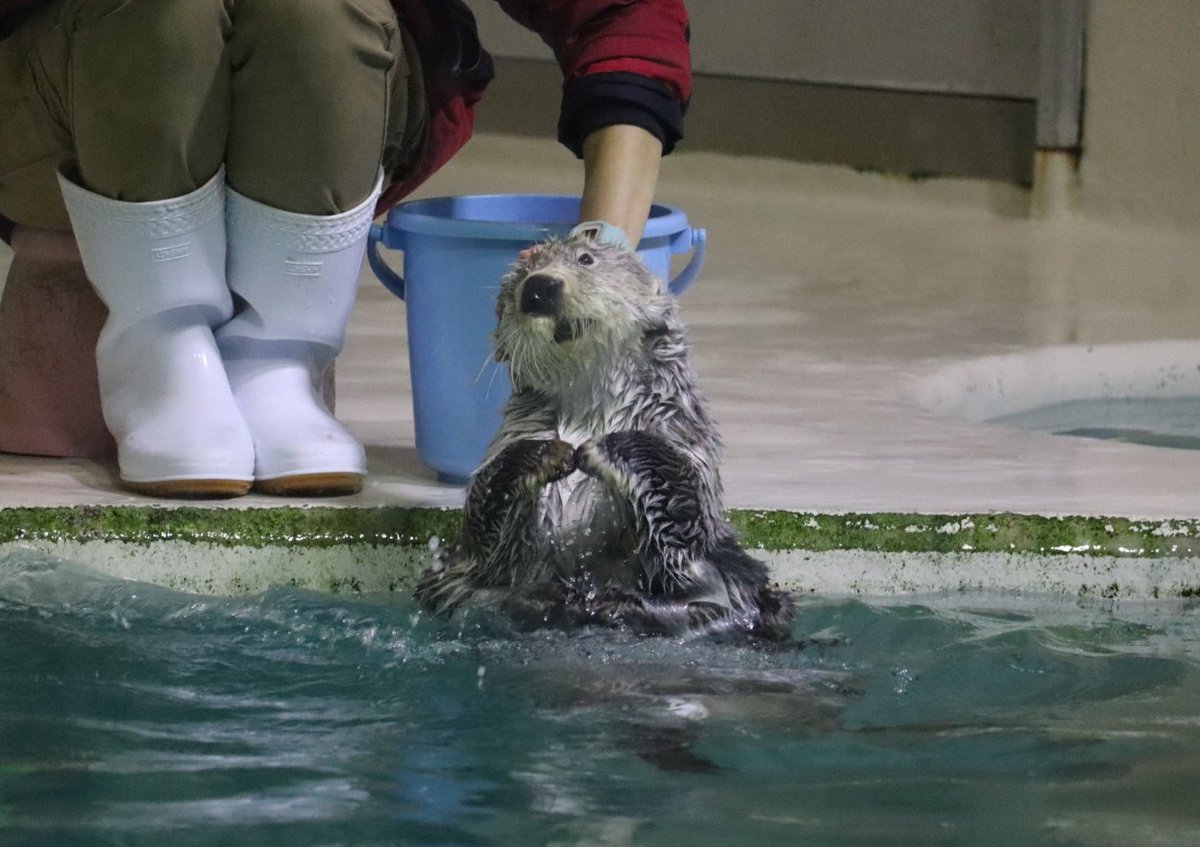 キラちゃんでございます♪ キラピチ 2024年 8月号 【付録】 mofusand おさいふバッグ | 雑誌付録
