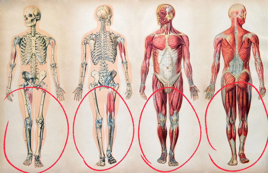 wanderjegson's tweet photo. I'm currently studying how to draw the human body, and all the sources i use are so weird, like, what the hell is this body part that comes bellow the pelvis???? I've never seen a single person who has this in my whole life...... https://t.co/PyuDEnJPaL