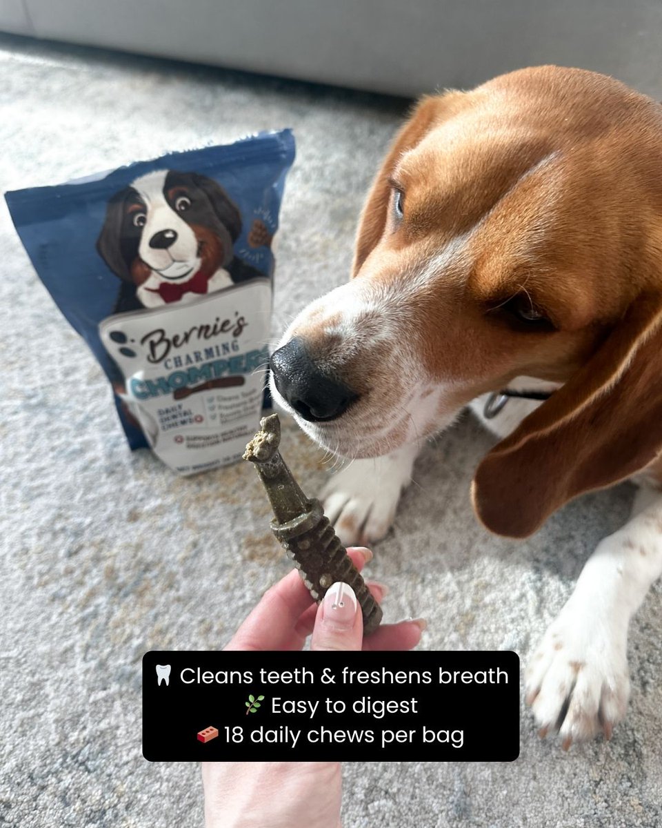 BubblyMoments's tweet image. Easy dental care for dogs 🐶🦷
 Bernie’s Charming Chompers help support cleaner teeth &amp;amp; fresher breath with a daily chew.

🛒 Shop Here: amzlink.to/az0jnwTITXSCC

#DogDentalCare #PetWellness