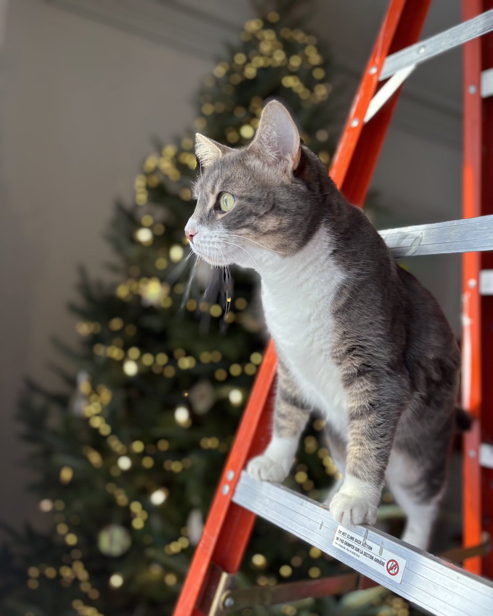 CarneyPurr67561's tweet photo. Happy annipurrsary @MarkJCarney! Thanks for the new photos for my fellow Catnadians and cat lovers! Also thanks for the ladder as a Christmas gift! 😸🇨🇦 Merry Catmas and Happy Pawlidays to all!😺🎄🐾 https://t.co/gUKbrh6u5D