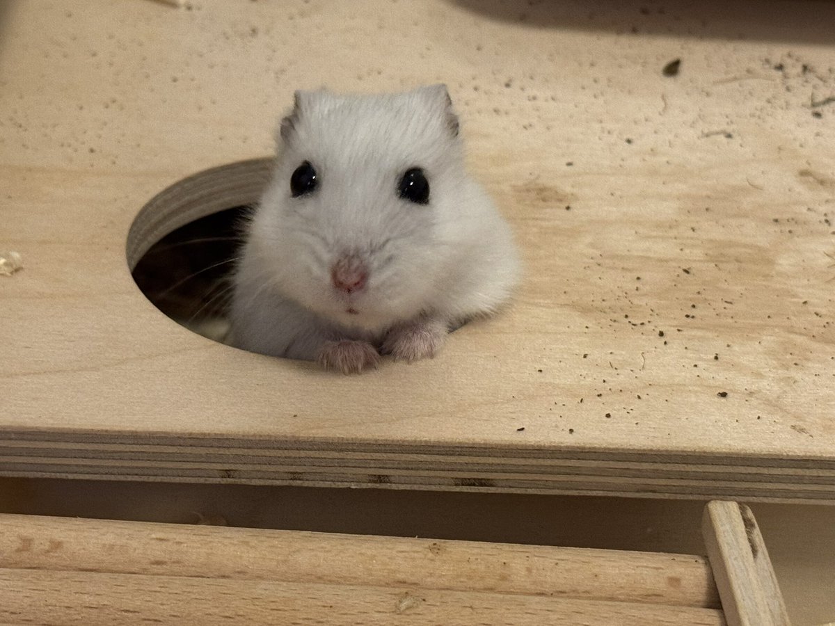 hamcookiester's tweet photo. 맘마주려고 갔더니 해쓰터가 이러고 기다리고있으묜 어떻게할거임? 별자리랑 반응 말해줘 https://t.co/rXgSTklKtT
