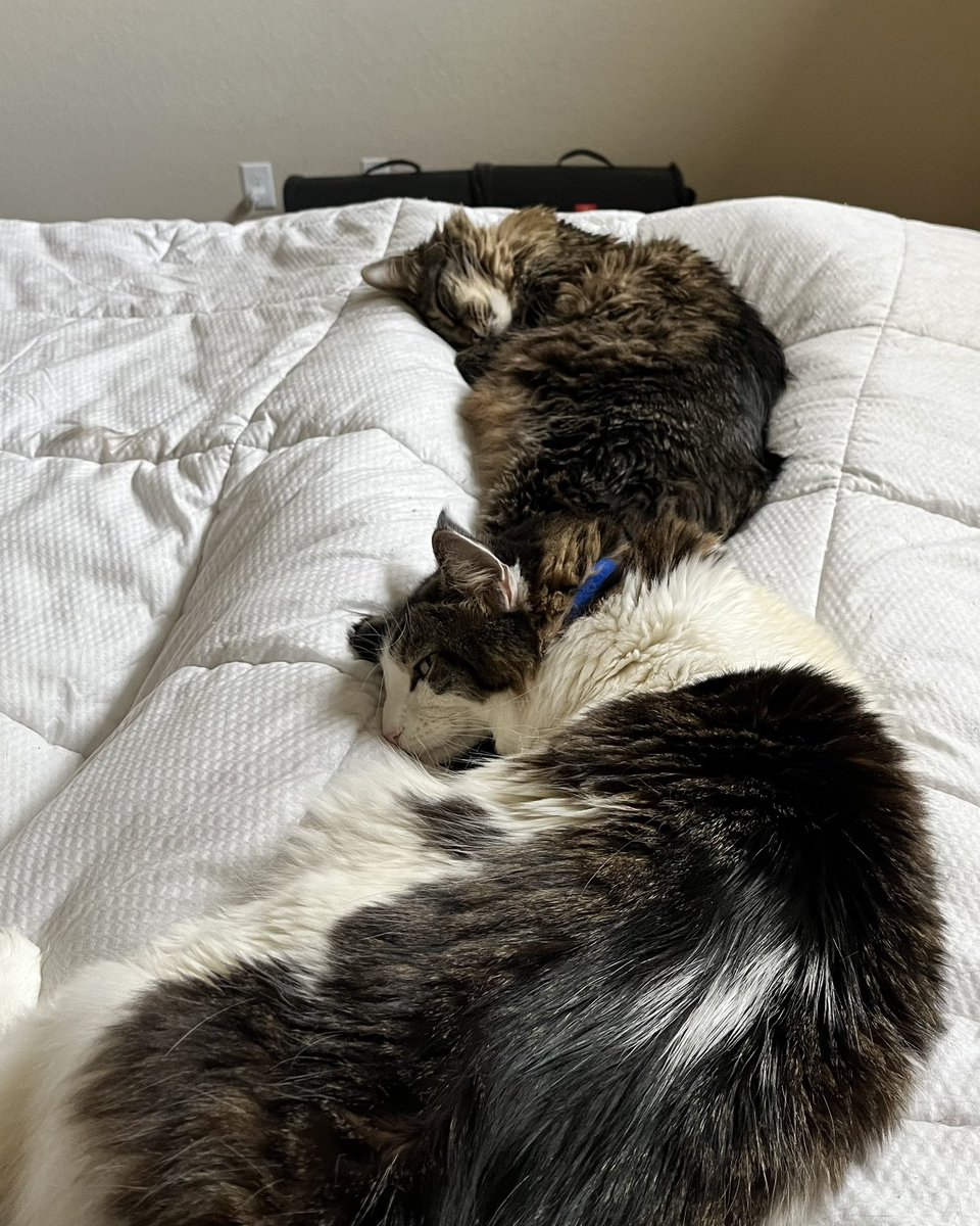 🐾 Amy Shackles 🐾 tweet media