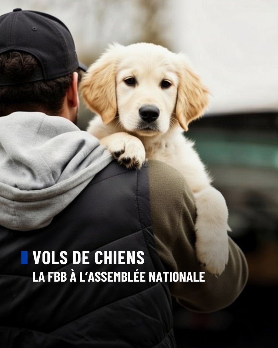 FBB_Officiel's tweet photo. VOLS DE CHIENS : la Fondation Brigitte Bardot à l’Assemblée nationale

Notre directrice des affaires publiques et internationales, Adriana Oancea Negro, s’est rendue à l’Assemblée nationale afin de présenter aux membres du groupe d’études dédié à la condition animale (« Condition et bien-être des animaux »), composé de députés de tous bords politiques, un état des lieux précis du phénomène des vols de chiens en France. Cette rencontre transpartisane était essentielle pour continuer d'alerter les parlementaires sur l’ampleur et la gravité de ces faits.

Face à la recrudescence de ces vols, la Fondation Brigitte Bardot, aux côtés de l’association WAF @AssociationWaf, a été reçue par les députés afin d’exposer l’état du droit, partager les constats de terrain et les témoignages de familles traumatisées par la disparition de leur compagnon. Comme nous le dénoncions déjà en août dernier, ces vols alimentent de véritables trafics lucratifs. Certaines races sont revendues plusieurs milliers d’euros, transformant des animaux sensibles en marchandises, parfois exploitées dans des élevages clandestins ou revendues en ligne.

Pour rappel, la sanction pour vol de chien ou de chat est la même que celle appliquée en cas de vol de téléphone portable ! Cette aberration juridique ne reflète en rien la réalité : nos compagnons sont des êtres sensibles, pas des biens matériels. C'est pourquoi nous nous mobilisons, notamment pour que le vol d'un animal de compagnie soit enfin qualifié de vol aggravé. Il est urgent de changer la loi, de renforcer la législation et d'obtenir des condamnations à la hauteur de ces faits.

Nous remercions le président du groupe d’études @BlairyEmmanuel et les députés présents pour leur accueil et leur écoute attentive.

Nos animaux méritent une protection juridique digne de leur statut d'êtres vivants et sensibles !

En parallèle, la FBB mène des actions à visée éducative et pédagogique auprès des propriétaires de chiens (ne pas laisser son chien attaché devant un commerce ; sécuriser son jardin ; ne pas laisser son chien sans surveillance etc…. des mesures de bons sens), mais aussi des actions de sensibilisation auprès des mairies et autres acteurs locaux pouvant être des relais de vigilance.