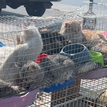 #نطالب_بإغلاق_سوق_الحمام 

هذا المنظر غير انساني، ولا يمثلنا اطلاقًا
ومن المأساوي رؤية هذا المنظر في بلدنا .. وتمثلنا عمالة مخالفة قائمة على انتهاك حق الحيوانات وعكس صورتنا في الرفق بالحيوان ! 

<a href="/ppgovsa/">النيابة العامة</a>