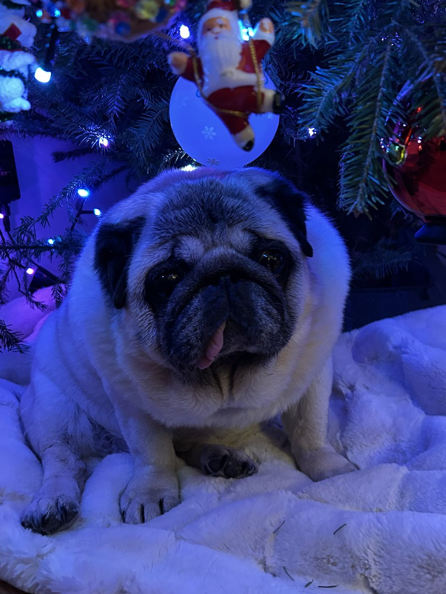 SallypugWeir's tweet photo. I will just wait right here for Santa - I can’t risk Leota getting to my gifts he leaves first!
#sallypughugs #lovefromleota #blackpugs #puglife #pug #pugs #pugsofinstagram #dogsofinstagram #pittsburghpug #pittsburghpets #dogsofpittsburgh #dogsoftheburgh https://t.co/PUhCDZh2kr
