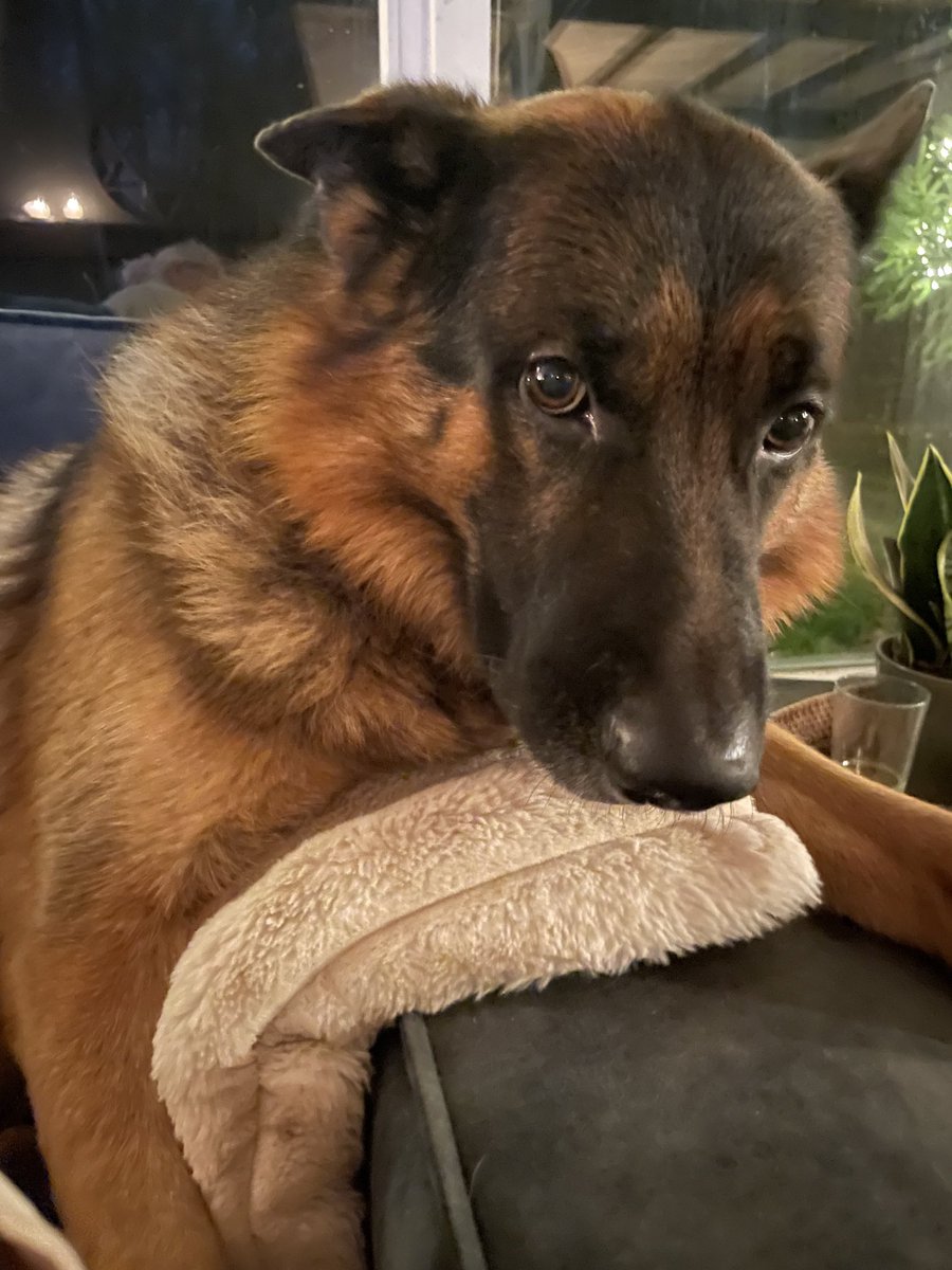 Gisteravond hebben we onze jongste moeten laten inslapen vanwege zware neurologische problemen. M’n knuffelkont Odin, mijn schaduw en de snelste van het stel is niet meer. Mijn verstand weet dat het beter is maar mijn hart ligt in duizend stukken.