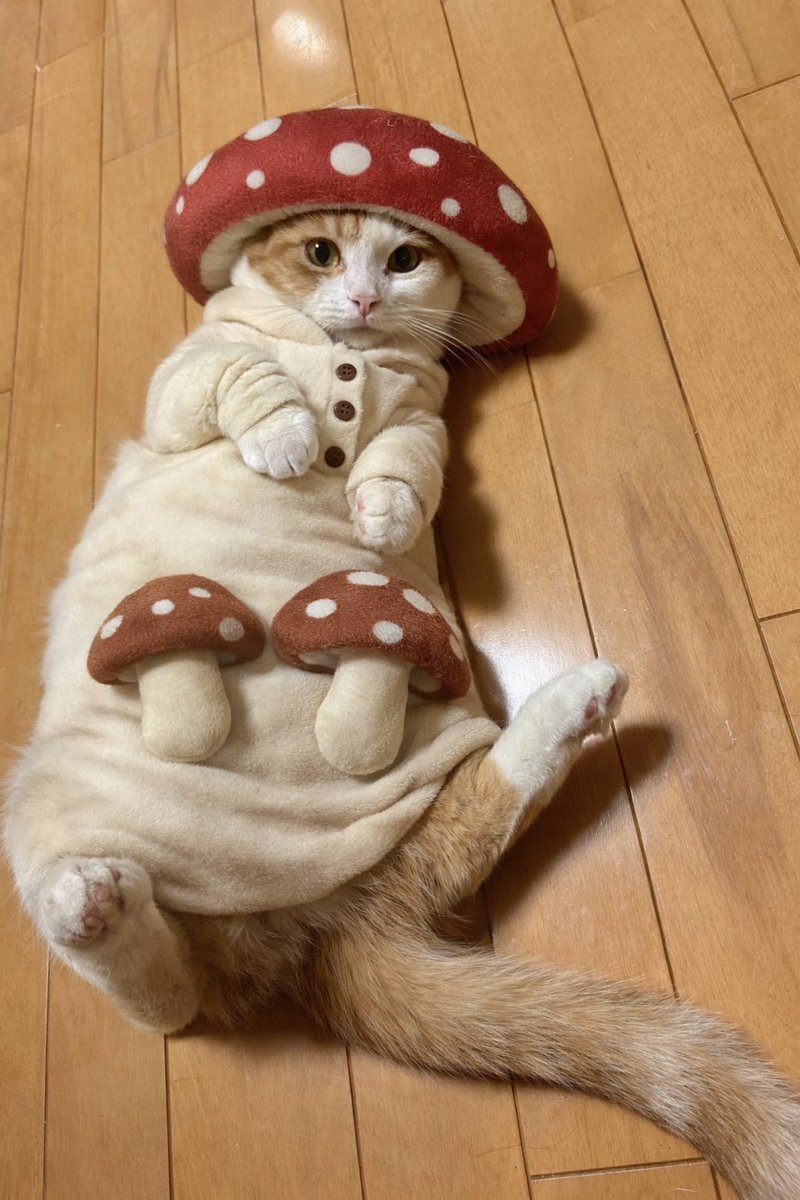 流行りのきのこのやつやってみたけどうちの子可愛すぎんか？？？