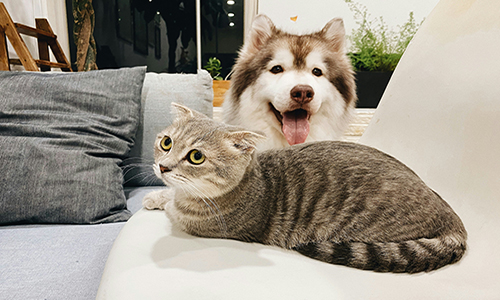 IndigoFlooring's tweet image. Dog or cat owner? Choosing dog friendly flooring doesn’t have to be guesswork. We’ve ranked options from best to worst to help you decide: #dogowners #flooringideas #petsathome bit.ly/3Wf5Q3d