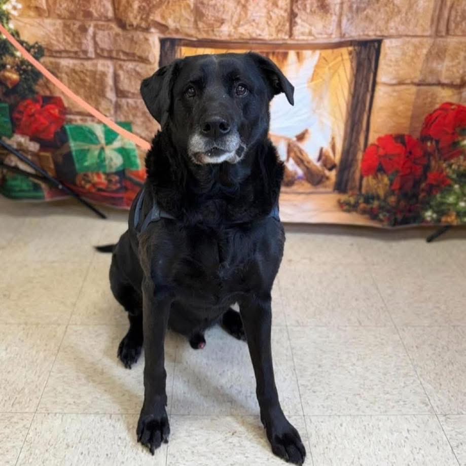 Meet Gambet. A big, scruffy, handsome gentleman with the softest heart.

Gambet is a very good boy who just wants comfort, patience, and someone to love him back. He is going to make an incredibly loyal and loving companion.

Adopt @ shorturl.at/Q5tG8