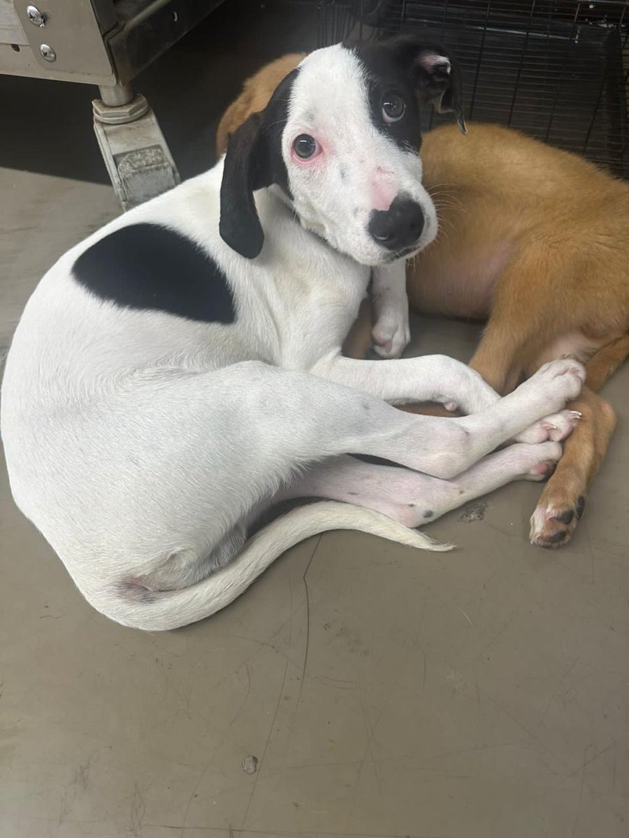 Ari_Arciniega6's tweet image. Porfavor No le ignores , Necesita de 1 🏠cálido y seguro dónde deseen brindarle Todo el cariño y Atenciones que merece , es muy friolento , No desea pasar estás Navidades sin un buen corazón que le pueda entregar su cariño y rincóncito en su hogar , si deseas adoptar Escribeme 👇