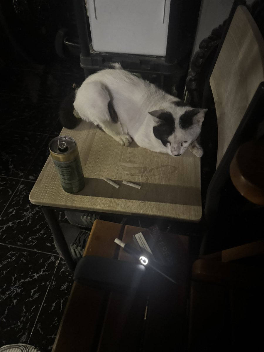 Nitas3y's tweet photo. chill random catto https://t.co/KYQXj7Ilqz