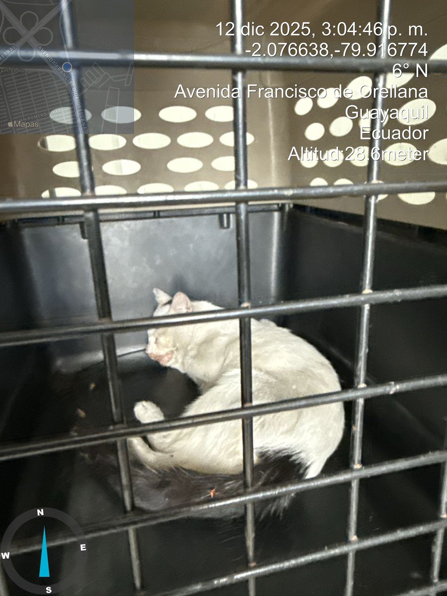 🐾 Gatito rescatado

📍 Av. 9 de Octubre

Tras un reporte ciudadano, sobre la presencia de un felino herido en el sector, personal de Agentes de Control Municipal y <a href="/Proanimal_gye/">ProAnimal_gye</a> ejecutaron la intervención y rescate, aplicando los protocolos de protección y bienestar animal.