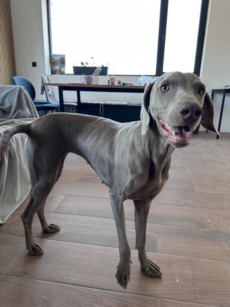 Если бы я не жила в съемной, (которую еще со дня на день продадут), я бы забрала. Это невероятная порода собак. Веймаранеры умные, энергичные, очень преданные и выносливые собаки. Я знаю 💔

девочка, один год 
прививки, по анализам здоровая 
Грузия, можно РФ

Репост, если можно