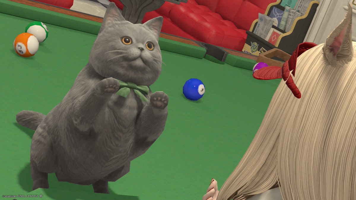 Post by ちっち🌻 on X: 🐈‍⬛