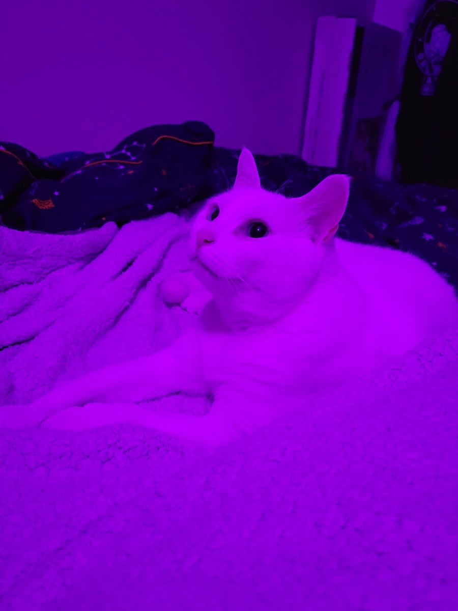 dorkandy's tweet image. a little tapinko from the archives for taco tuesday!!!! she's just a little dude!!!