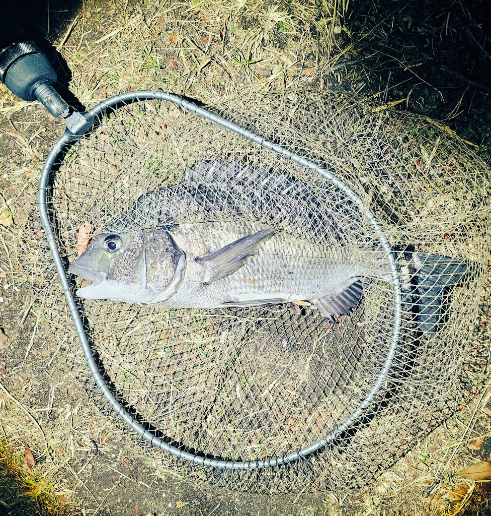 やっぱりS字威すごい👏‼️

ボトムで反応ないからS字威に変えて神様の言う通りにしてみると...
バイトは出るしなんなら年無しまであと１cmのチヌ🙌‼️

 ルアーBOXに１個入ってると安心のS字威でした
٩( ᐛ )و✨

 #横浜チニング
 #すーけー
 #S字威