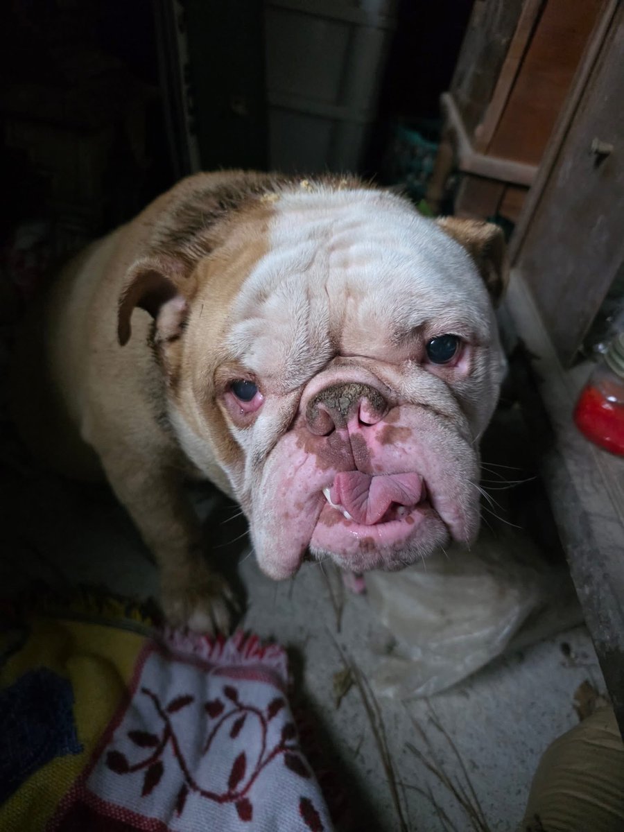 LolaPatolla's tweet image. Pre and post rescue!
This year all of Barkley Biscuits Christmas wishes came true!!! ♥️