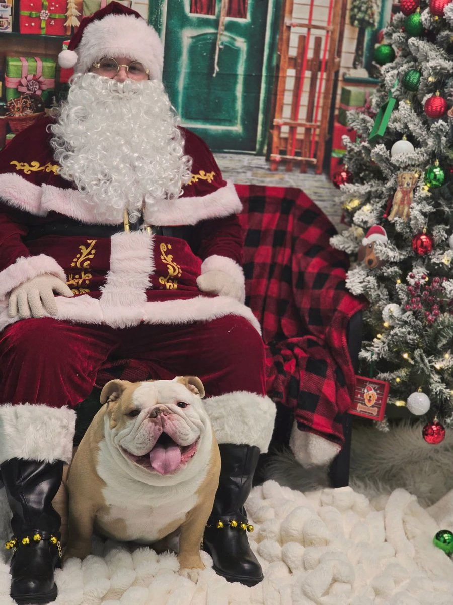 LolaPatolla's tweet image. Pre and post rescue!
This year all of Barkley Biscuits Christmas wishes came true!!! ♥️