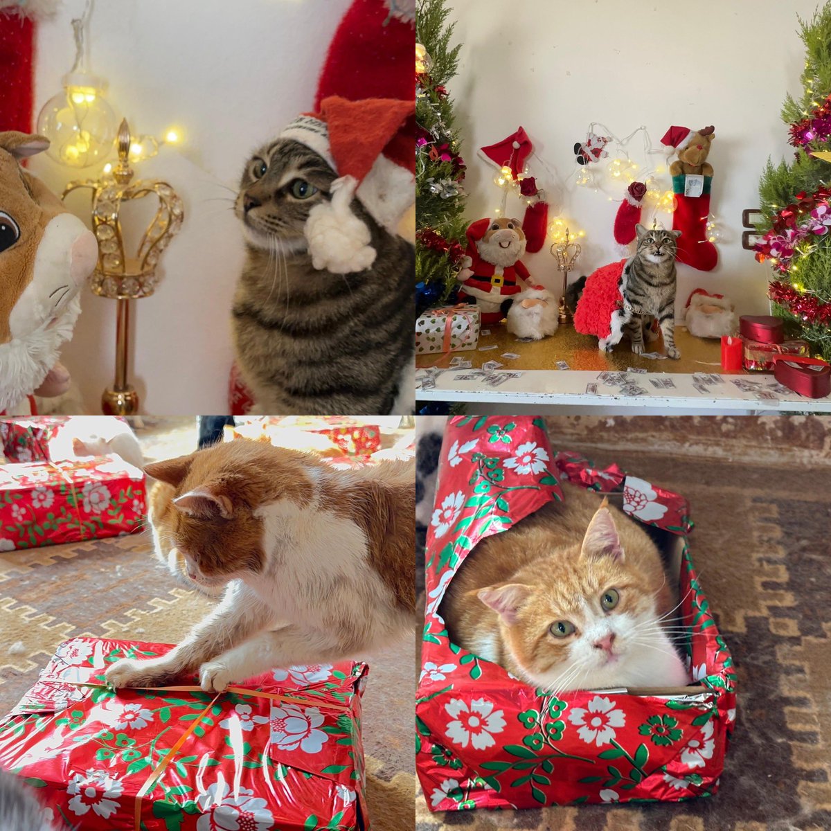 Merry Christmas to all our friends from Ernestos team and animals .

Maxi Carey make a new song 🎵 

Oh yes I want a lot for Christmas

But There is just one that now I need

I care about the vaccines 

underneath my olive tree

I just want them in my town

Urgent than you could