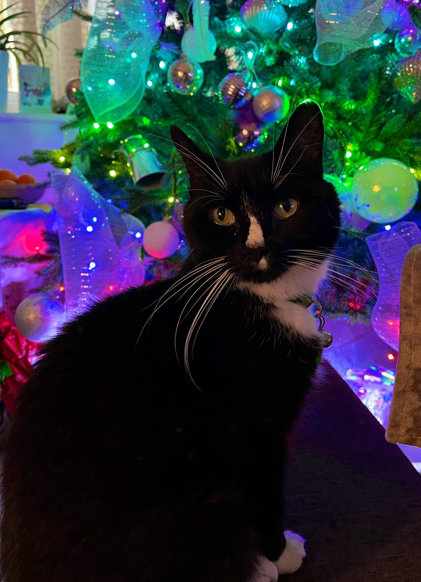 amesmonde's tweet image. My cat. He pretends to like all I do.