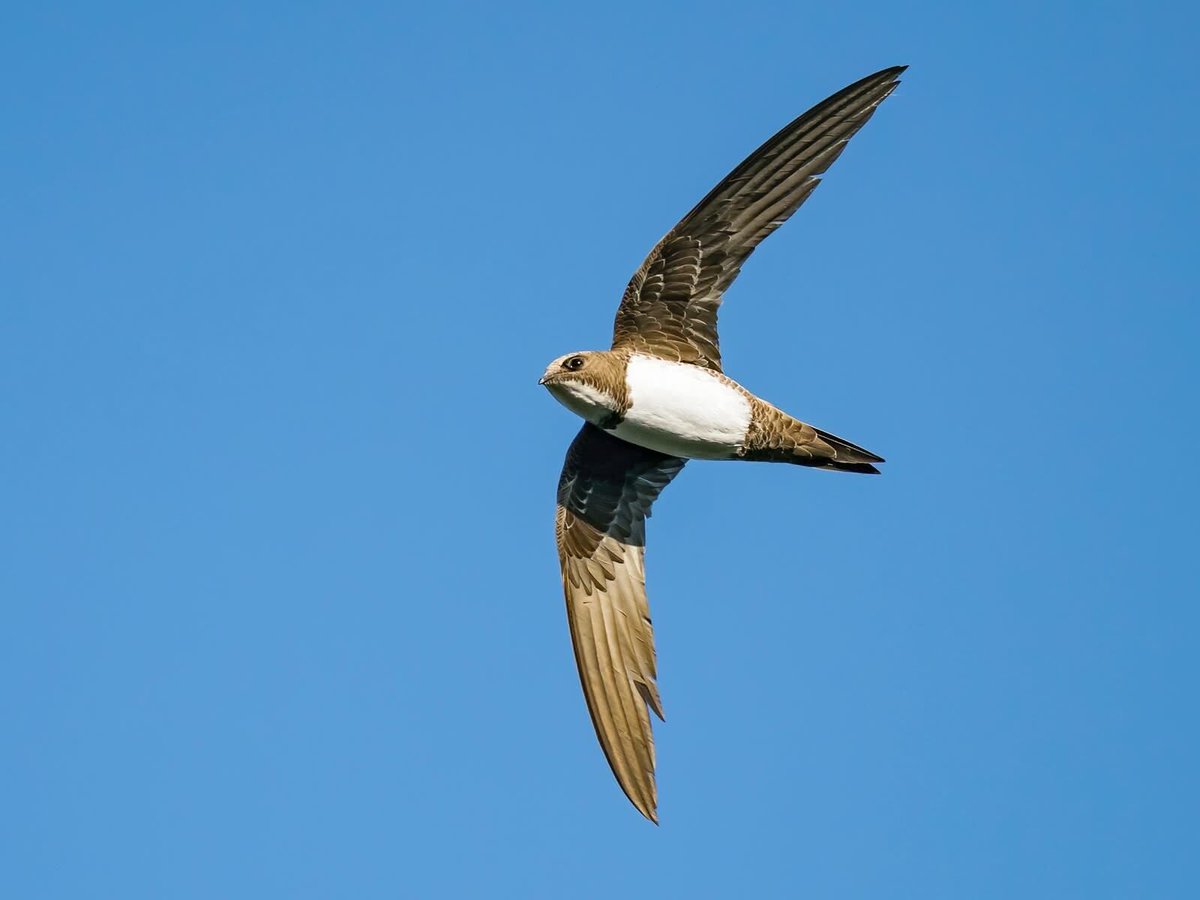 Steffen Oppel tweet media