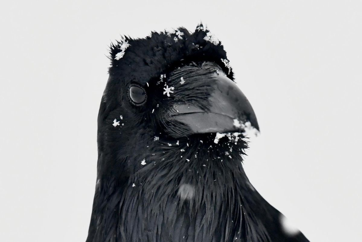 Raven (learning arc) tweet media