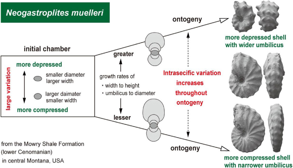 FossilJapan's tweet photo. PR PUB. INF.
Intraspecific variation throughout ontogeny in the Cenomanian (Late Cretaceous) ammonoid taxon Neogastroplites muelleriReeside and Cobban
Yasunari Shigeta, James F. Jenks, Larry C. Eichhorn
https://t.co/WjSOj3djGm https://t.co/4vNT3YbnIs