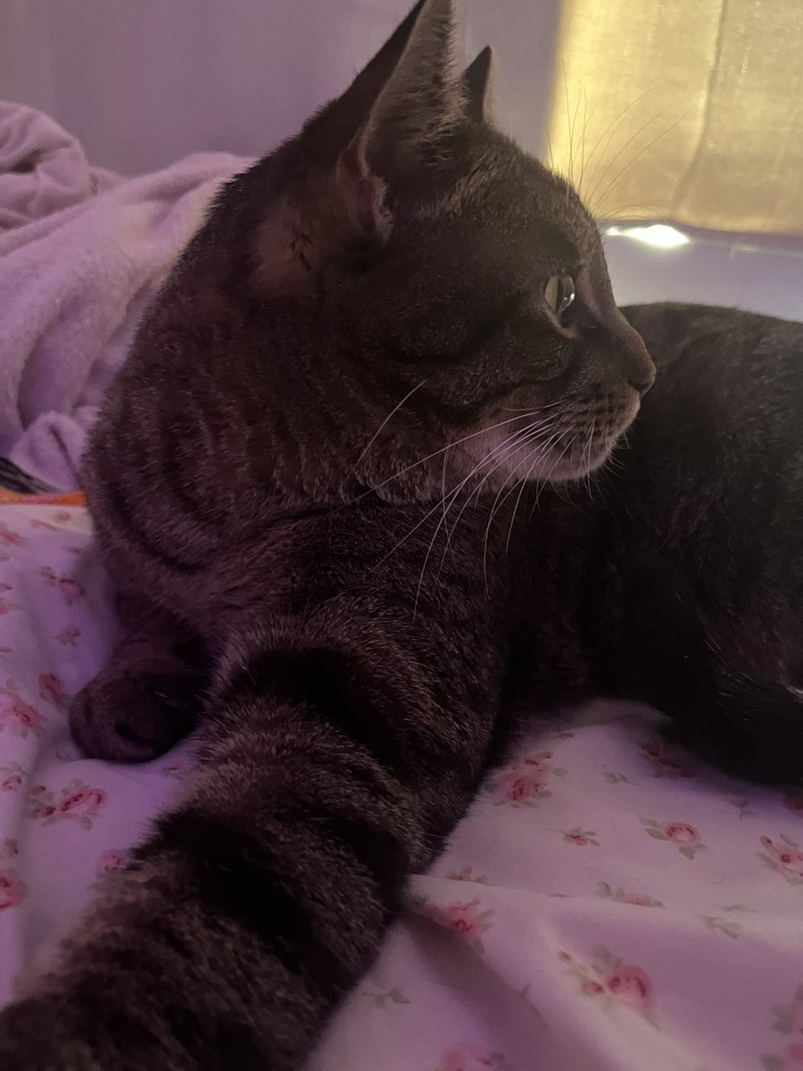 monthly reminder to follow <a href="/drellacries/">✦</a> if were mutuals